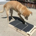 Best Dog Scratching Posts