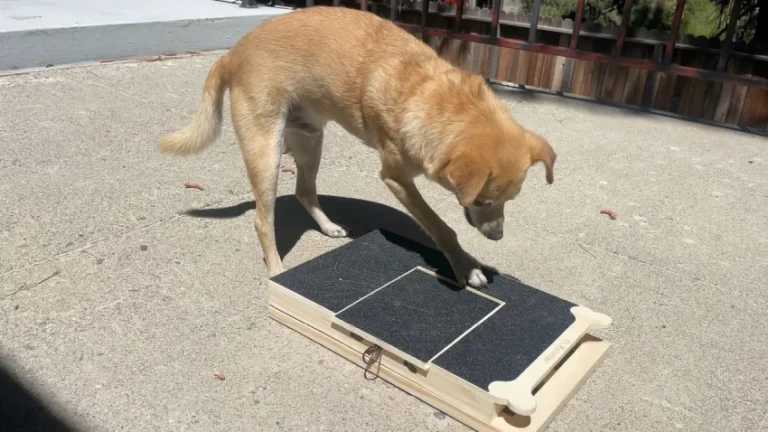 Best Dog Scratching Posts
