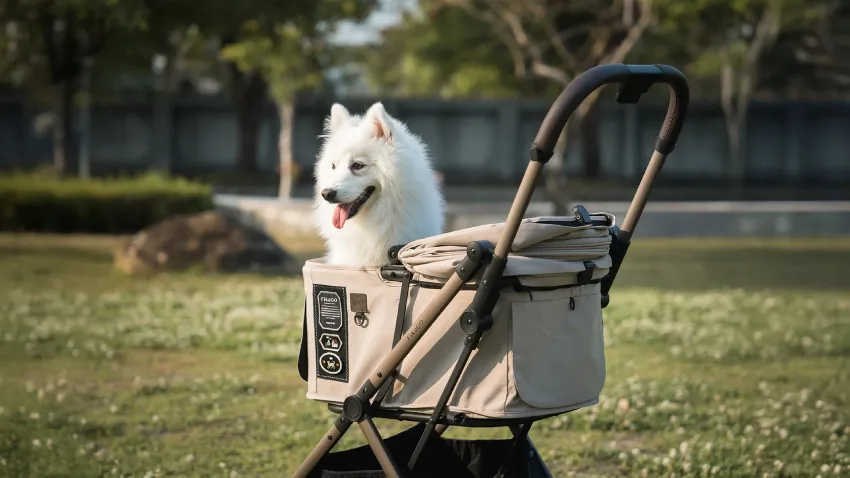 Best Pet Strollers