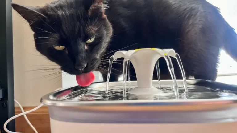 Best Pet Water Fountains