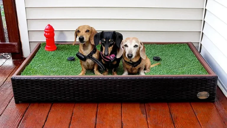 Best Porch Potties