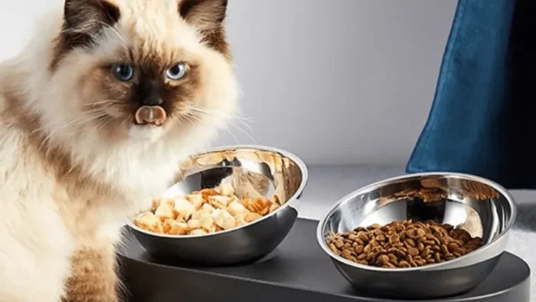 Best Raised Cat Bowls