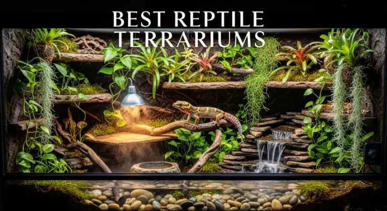 Best Reptile Terrariums