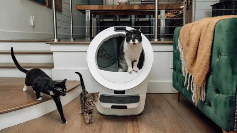 Best Self-Cleaning Cat Litter Boxes